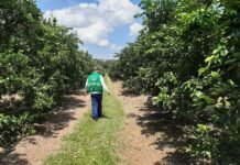Aderr fará levantamento fitossanitário em propriedades rurais de Roraima